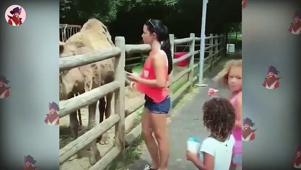 Das Majestätische Kamel Im Umgang Mit Freunden Und Feinden