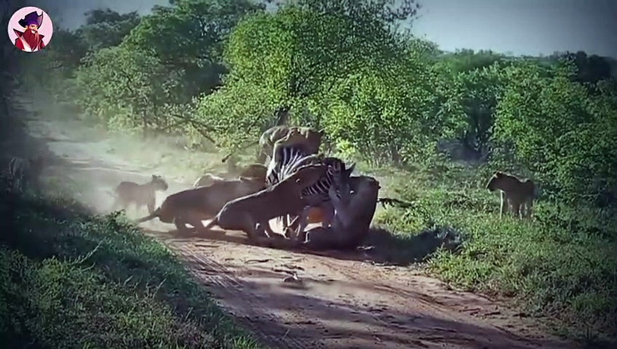 Momente, in denen Löwen und Leoparden in freier Wildbahn brutal kämpfen
