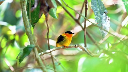 Mindfulness Meditation Music for Inner Peace