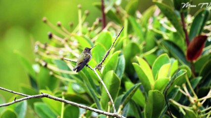 Relaxation Music for Yoga and Meditation