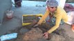 Asia Turtle Farm Technology - How to raise turtles in cement ponds