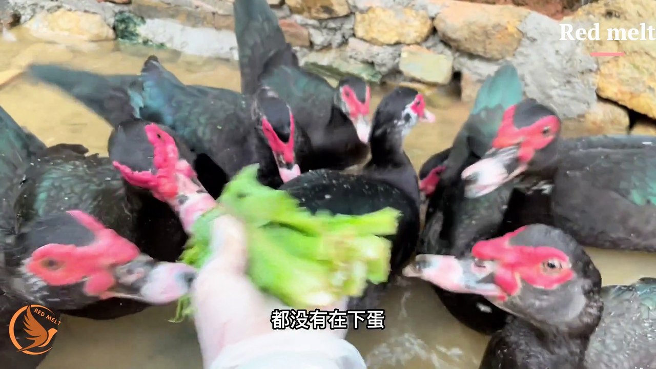 The male duck is still a little gentlemanly, occasionally giving food to the female duck - Made with Clipchamp