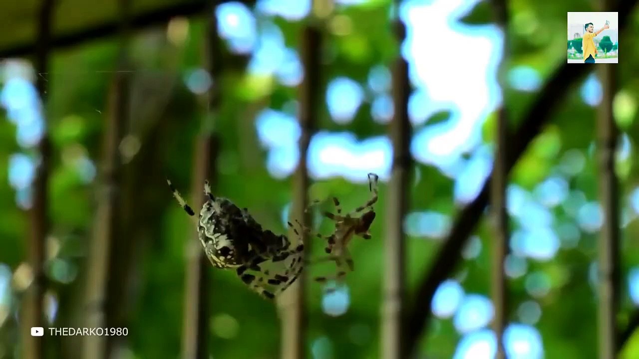 إن كنت تخشى العناكب فلا تشاهد هذا المقطع  حقائق قد لا تعلمها Part 2