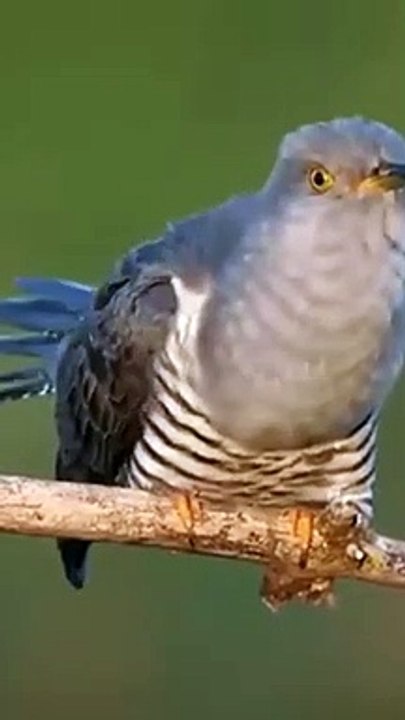 حتئ ثعابين المامبا السوداء تخشى هاذا الطائر (2)