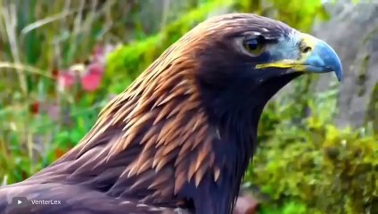 كيف تلتقط النسورالقاتلة الذئاب؟-القبض على هجمات النسر علئ الكاميرا (2)