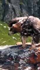 كيف تلتقط النسورالقاتلة الذئاب؟-القبض على هجمات النسر علئ الكاميرا