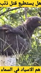 هل يستطيع قتل ذئب   النسر ذو التاج