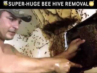 Il découvre un essaim d'abeille géante dans sa maison