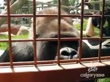 Ces gorilles tombent sur une petite chenille... leur réaction est adorable