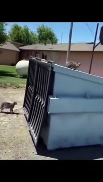 Ce pauvre chat a la tête coincée dans un sac