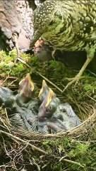 Cette maman oiseau a beaucoup de travail pour nourrir ses 5 petits