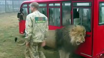 Des touristes s'approchent de lions... même pas peur