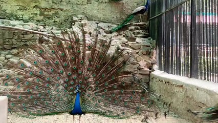 Video...देखें वीडियो बादल छाए तो नाच उठा मन मयूर