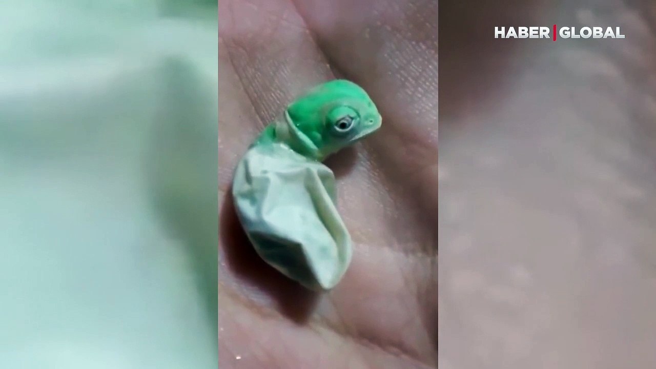 Yavru bukalemunun yumurtadan çıktıktan sonra ilk kez renk değiştirdiği anlar gündem oldu