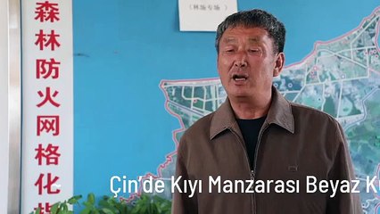 Çin'de Kıyı Manzarası Beyaz Kumdan Yeşil Ormana Dönüştürüldü