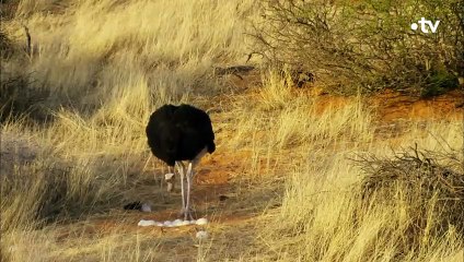 Ce mâle autruche est un vrai papa poule - ZAPPING SAUVAGE