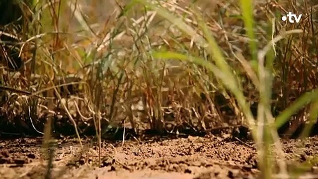 La musaraigne est une véritable fée du logis - ZAPPING SAUVAGE