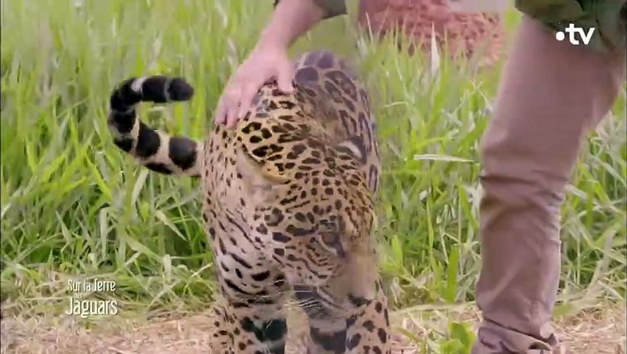 L'improbable amitié entre un jaguar et un chien -  ZAPPING SAUVAGE
