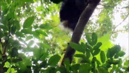 Les Bonobos sont très (très) libérés sexuellement - ZAPPING SAUVAGE