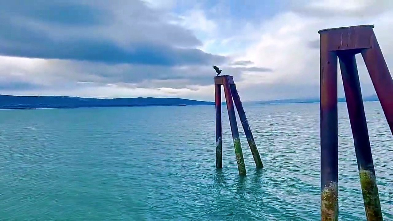 Un pygargue à tête blanche d'Alaska attrape un dîner à Homer, en Alaska
