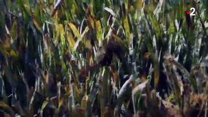 Un mâle hippocampe accouche en direct - ZAPPING SAUVAGE