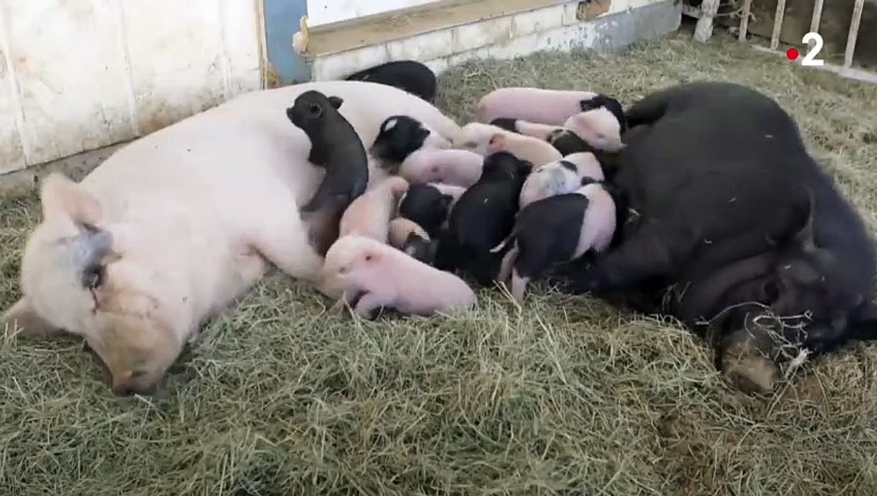 En voilà une grosse truie ! - ZAPPING SAUVAGE