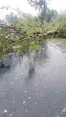 आंधी-पानी व ओलावृष्टि से तबाही, 86 खंभे टूटे, दर्जनों पेड़ धाराशाही