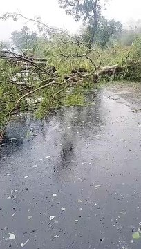 आंधी-पानी व ओलावृष्टि से तबाही, 86 खंभे टूटे, दर्जनों पेड़ धाराशाही