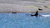 Ataque de orca en Península de Valdés