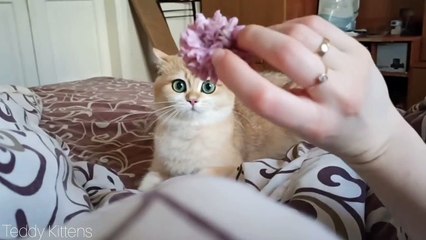 Kitty Anabel thinks she is a dog