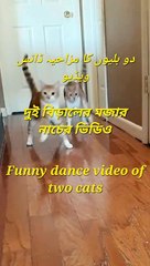 Funny dance video of two cats,دو بلیوں کا مزاحیہ ڈانس ویڈیو