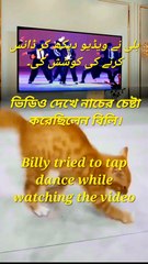 cate tried to tap dance while watching the video,بلی نے ویڈیو دیکھ کر ڈانس کرنے کی کوشش کی۔