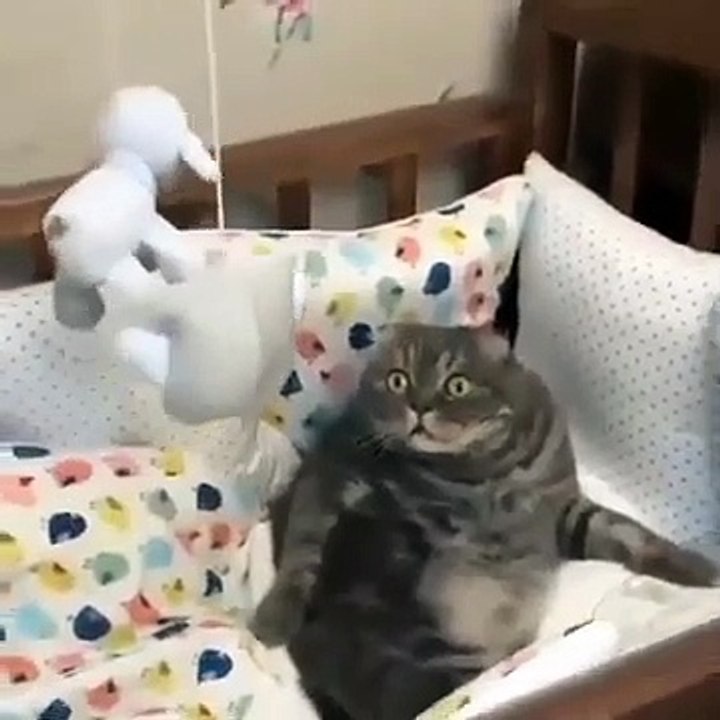 Cat Became cruel