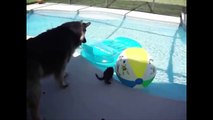 Cats Vs Water  Funny Cat Videos Compilation