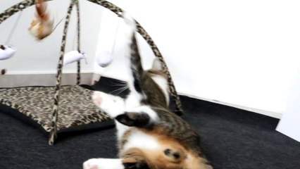 Cat Loves the Toy with the Feather