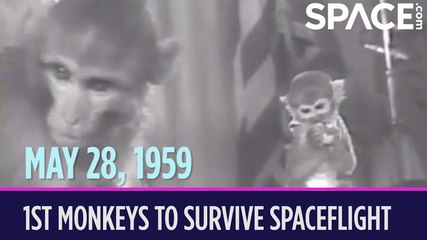 OTD in Space – May 28: Able & Baker Become 1st Monkeys to Survive Spaceflight