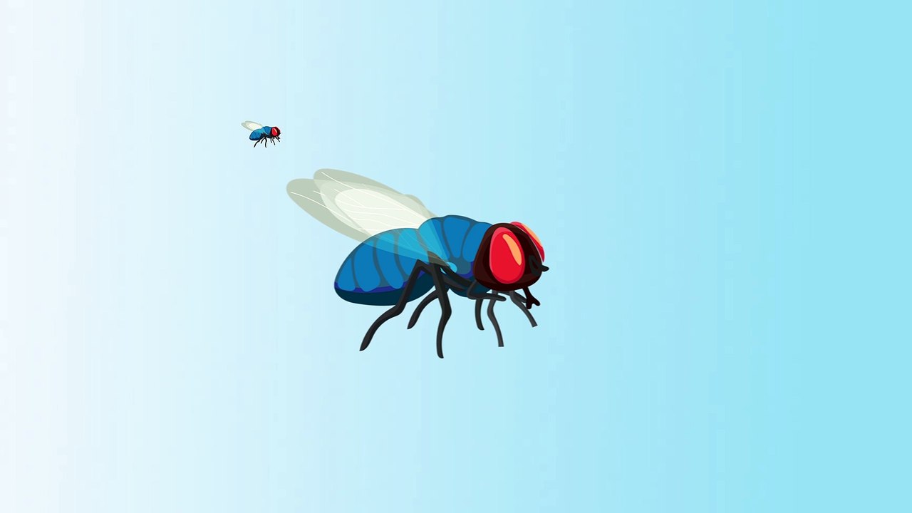blue-fly reveals the truth