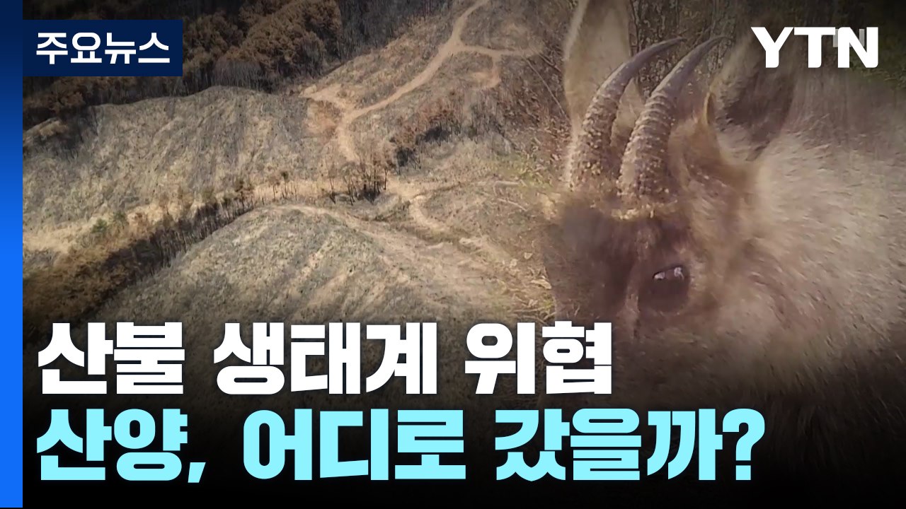 대형 산불로 서식지 삭제된 산양...어디로 갔을까? / YTN