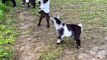 Goat fight knockouts | Goat fight funny