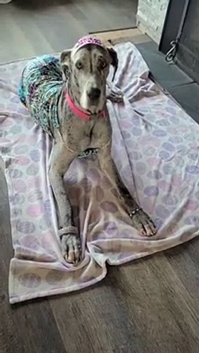 Dane Looks Adorable in Different Outfits