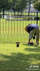 When Your DOG is More FUNNY Than You!