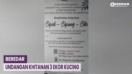 Viral! Undangan Pesta Khitan 3 Ekor Kucing di Banyuwangi Hebohkan Medsos
