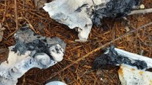 Hallan restos óseos en Puerto Vallarta