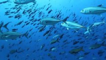 Giornata degli oceani: l'importanza della pesca sostenibile