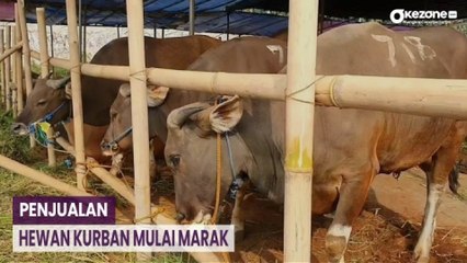 1 Bulan Jelang Idul Adha, Penjualan Hewan Kurban Mulai Marak di Jakarta