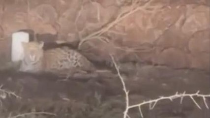 बिजनौर: पशुशाला में घुसा "गुलदार", मवेशियों को बनाया अपना निवाला