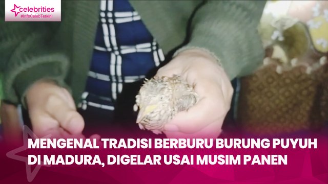 Judul : Mengenal Tradisi Berburu Burung Puyuh di Madura, Digelar usai Musim Panen