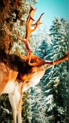 Noble deer Natural World