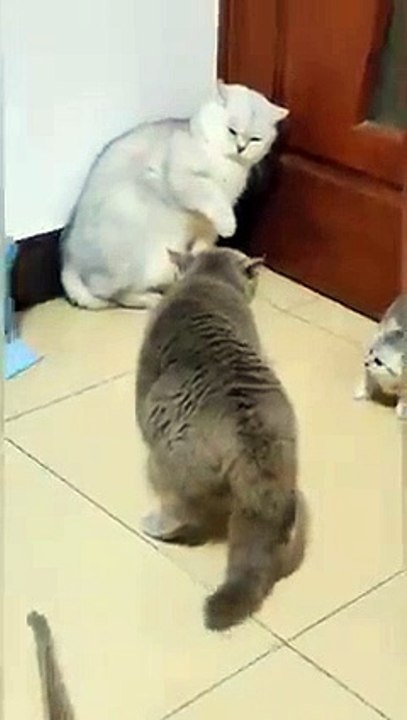 Cat is Funny _shorts(240P)