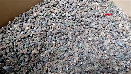 ‘Katil arı’ya karşı 1200 böcekle mücadele